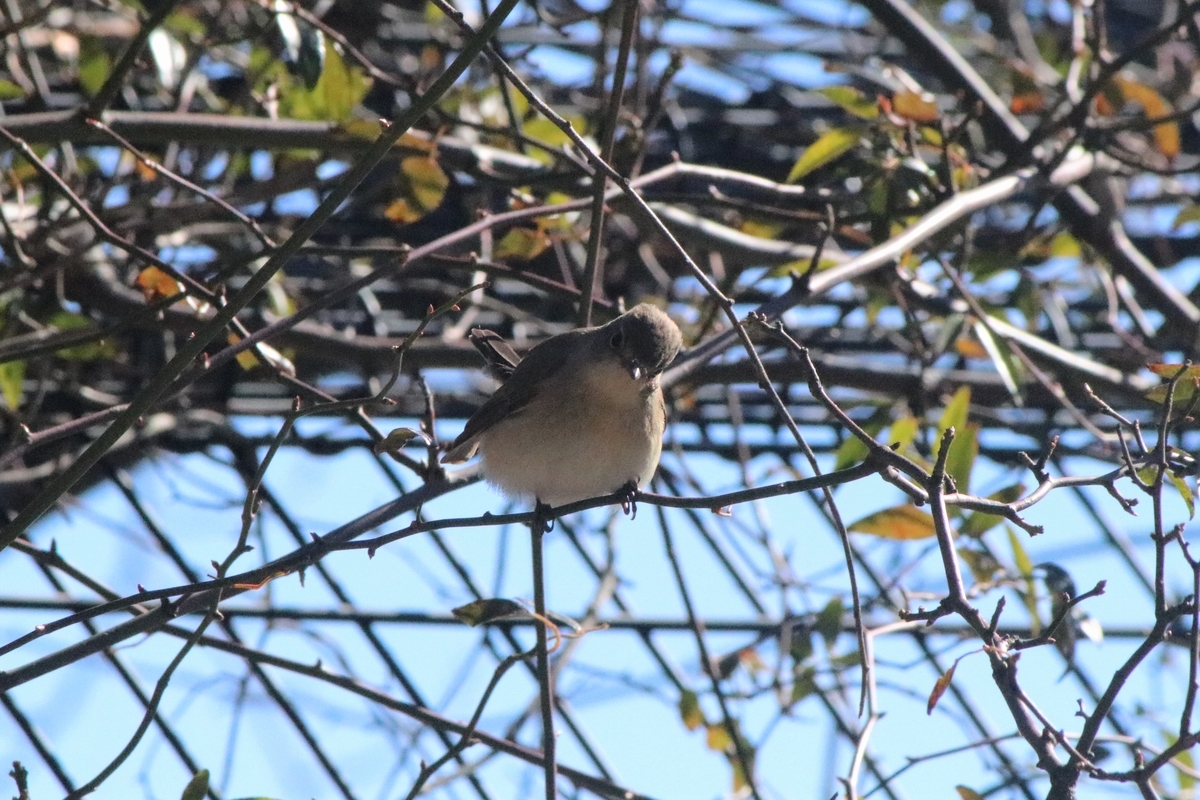 f:id:mountori:20220121225531j:plain