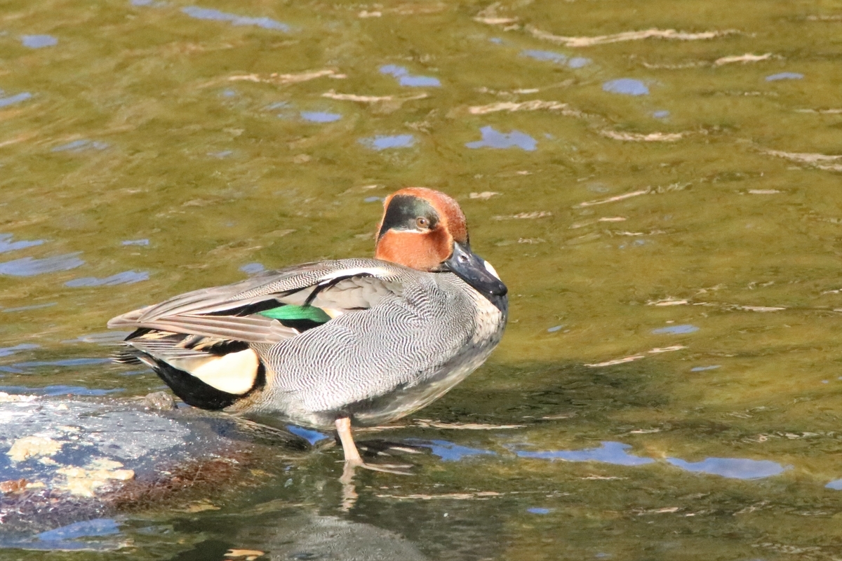 f:id:mountori:20220121233236j:plain