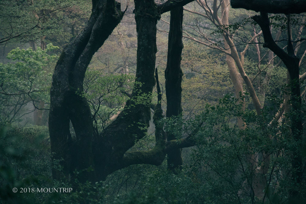 f:id:mountrip:20190316204554j:plain