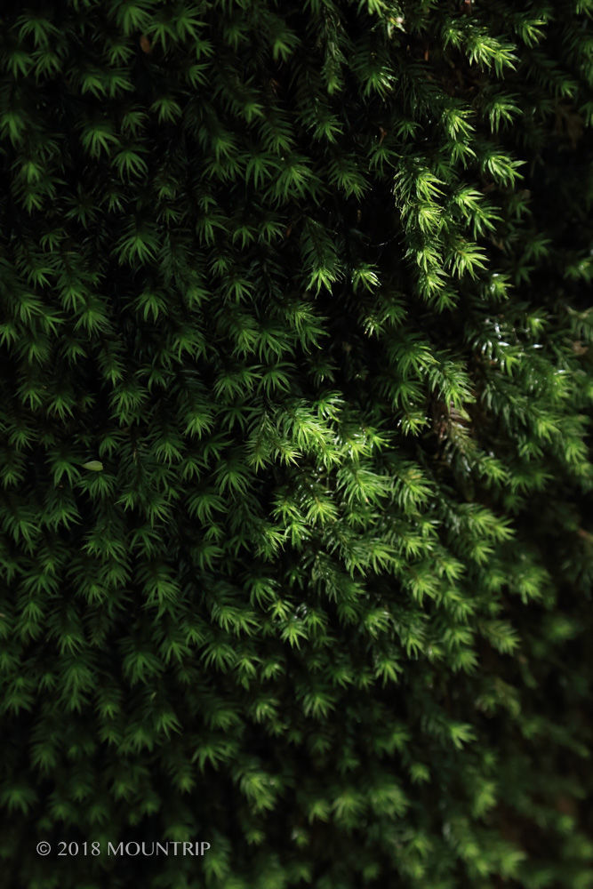 f:id:mountrip:20190316204931j:plain