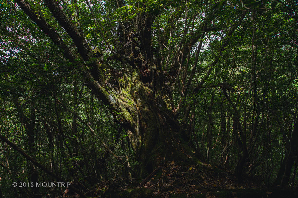 f:id:mountrip:20190316224408j:plain