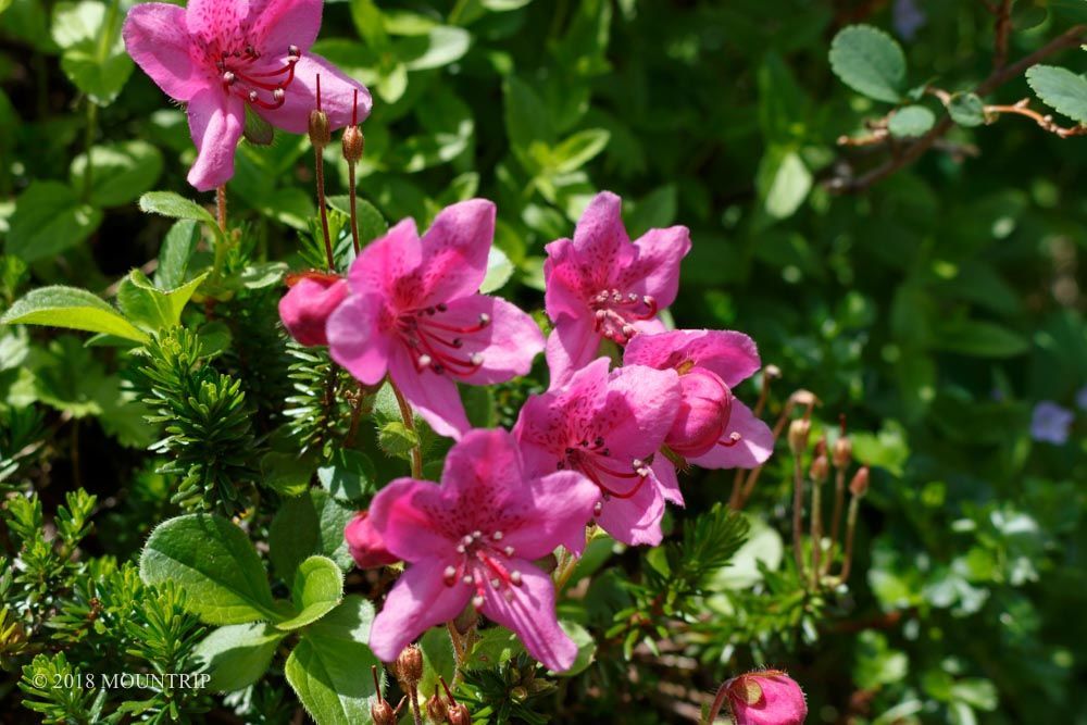 f:id:mountrip:20190816182422j:plain f:id:mountrip:20190816182422j:plain