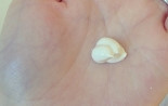 f:id:mouralife:20161130120730j:plain