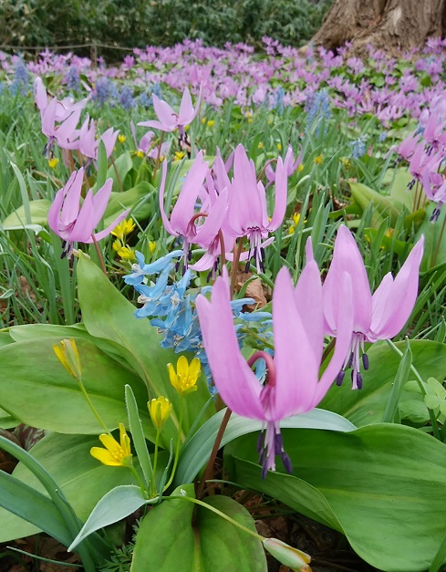 f:id:mouratta:20190424231148j:plain