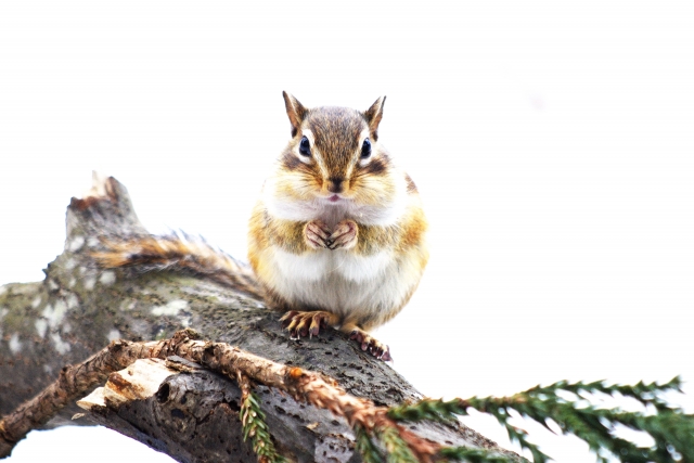 f:id:mouri_shiori:20200903104550j:plain