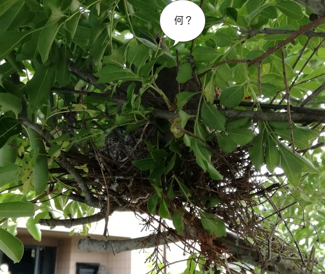 f:id:mousouryoku:20170828183235p:plain