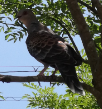 f:id:mousouryoku:20170904163358p:plain f:id:mousouryoku:20170904163358p:plain