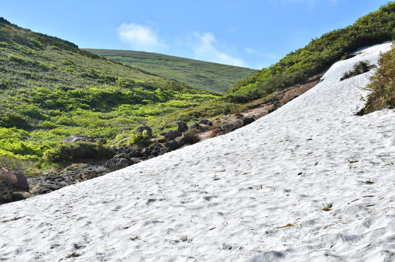 2024年6月27日、間近から仰ぐ鳥海山。前編。 - モウズイカの花紀行
