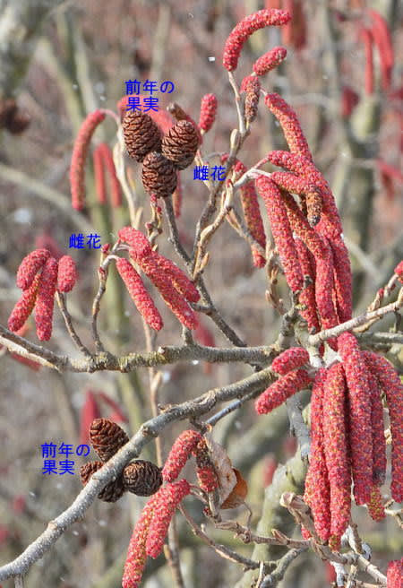 ハンノキの花と実 - モウズイカの花紀行