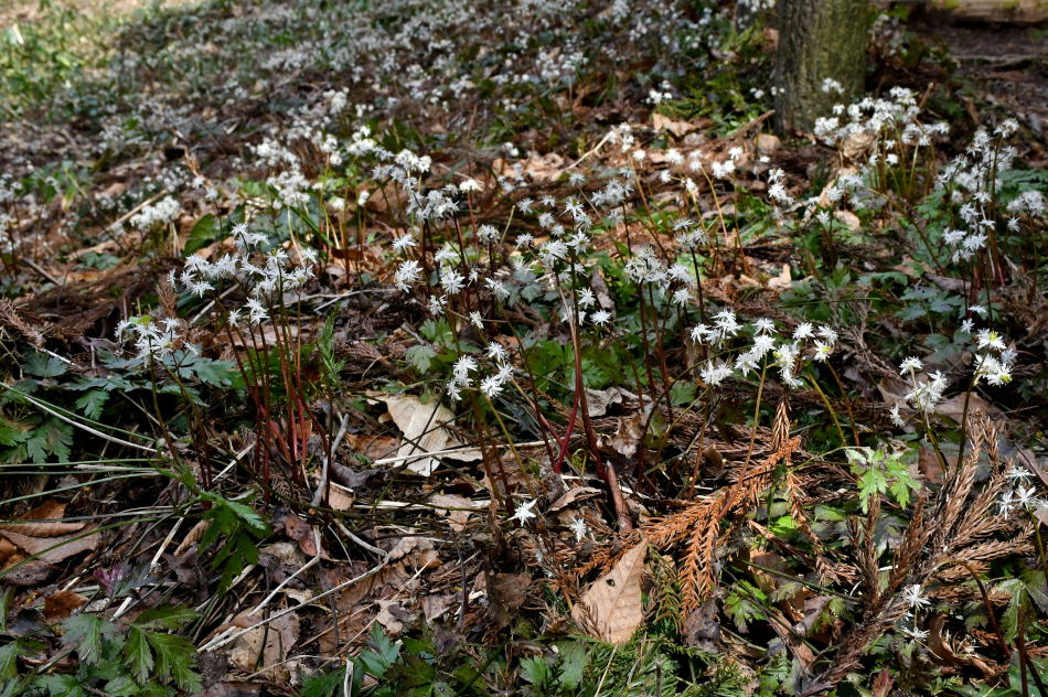 2026年3月22日、八森のオウレンと庄内から見た鳥海山 - モウズイカの花紀行