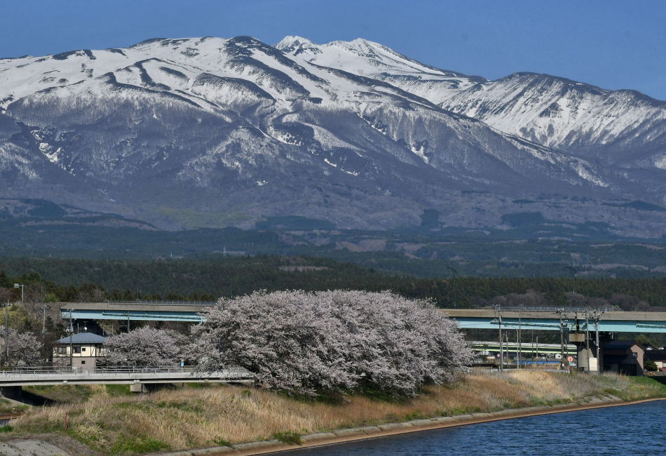 鳥海山お花見紀行（2026年4月14日）山形編 - モウズイカの花紀行