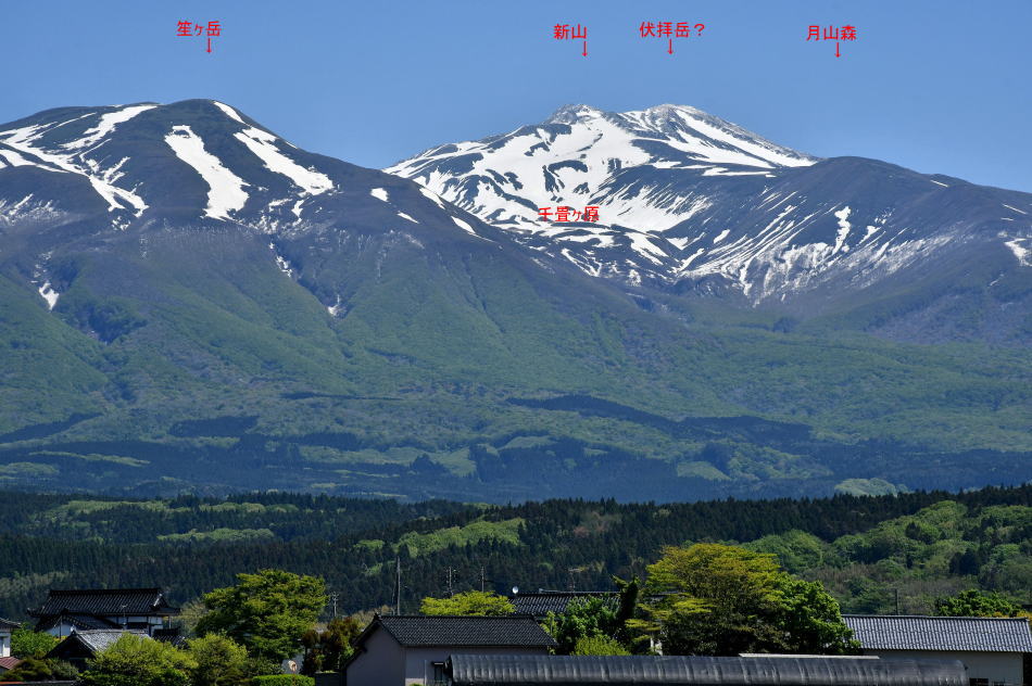 2026年5月6日、鳥海山（5）庄内平野編 - モウズイカの花紀行