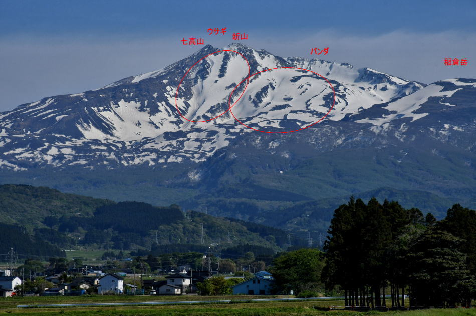 2026年5月6日、鳥海山（4）元滝鉾立編 - モウズイカの花紀行