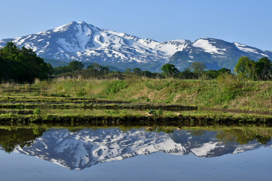 2026年5月17日、秋田の水田鳥海・後編 - モウズイカの花紀行