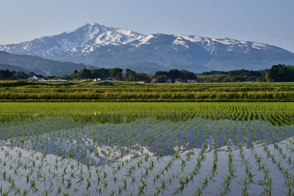 2026年5月17日、秋田の水田鳥海・後編 - モウズイカの花紀行