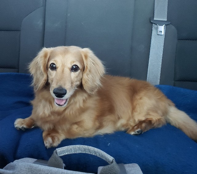 f:id:movetoTexas:20190424003520j:plain f:id:movetoTexas:20190424003520j:plain