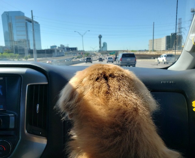 f:id:movetoTexas:20190424003529j:plain f:id:movetoTexas:20190424003529j:plain