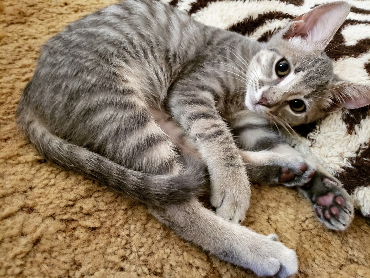 f:id:movetoTexas:20190721021204j:plain f:id:movetoTexas:20190721021204j:plain