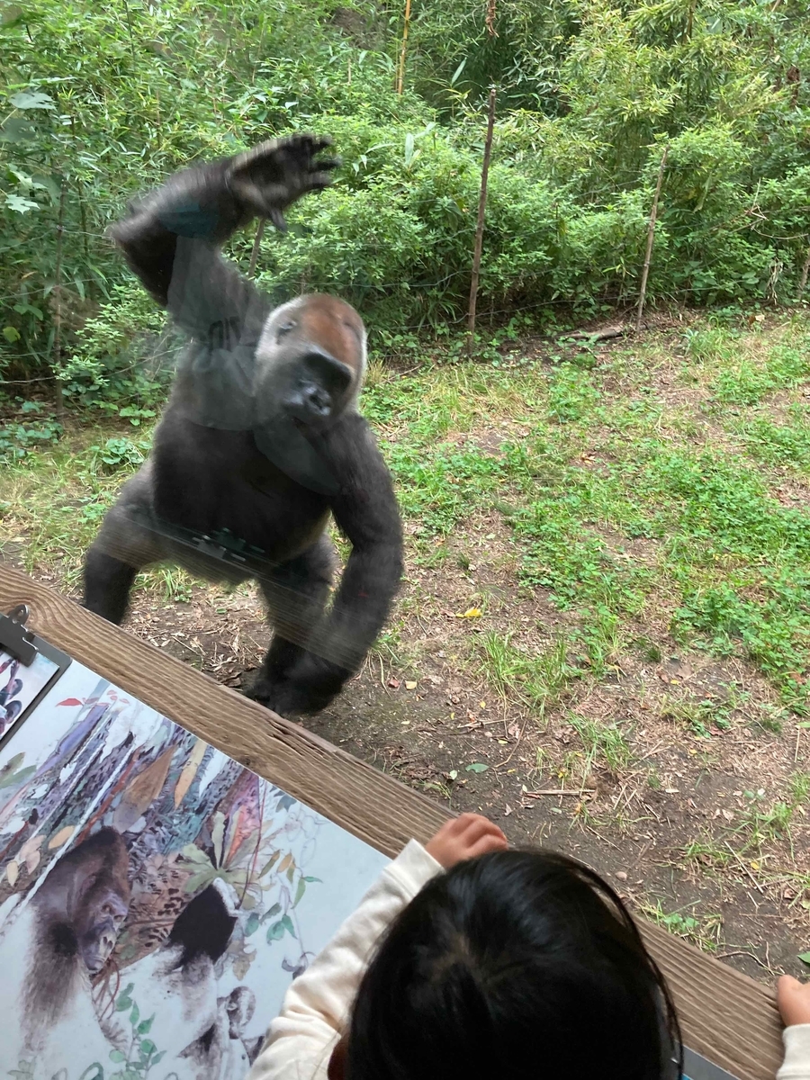 フランス　古本　Pépin Nanou et Cliclo au Zoo.. フランス 古本 Pépin Nanou et Cliclo au Zoo..