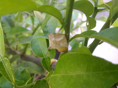 f:id:moyashinet:20160610073744j:plain