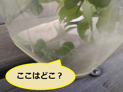 f:id:moyashinet:20160610074409j:plain