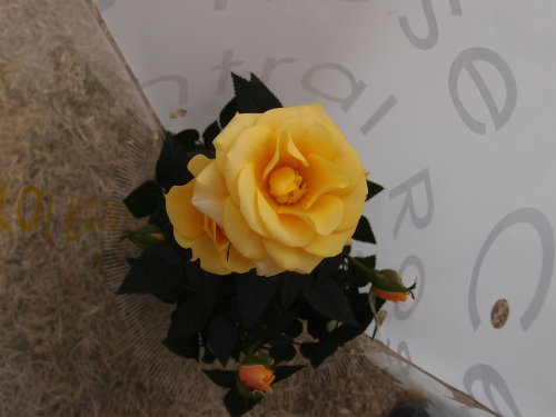 f:id:moyashinet:20170402222729j:plain