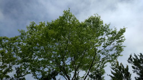 f:id:moyashinet:20170515080123j:plain