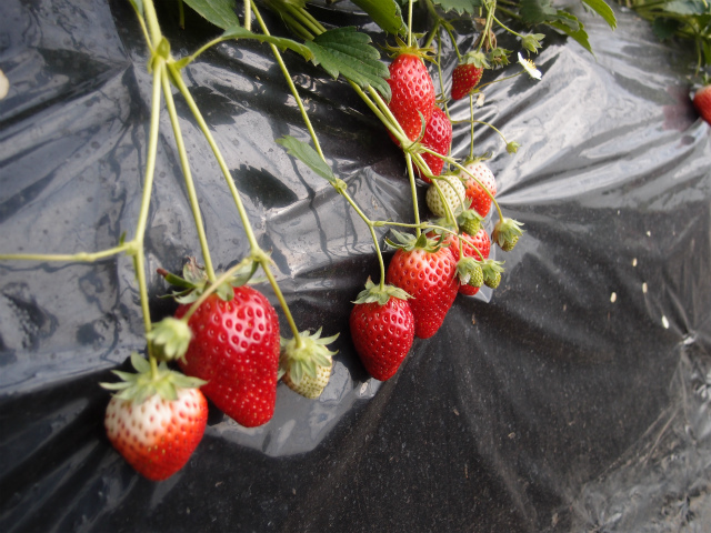 f:id:moyashinet:20180210221326j:plain