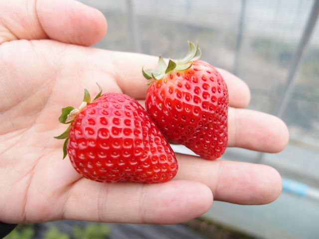 f:id:moyashinet:20180210221418j:plain