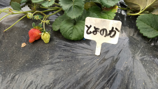 f:id:moyashinet:20180404235744j:plain