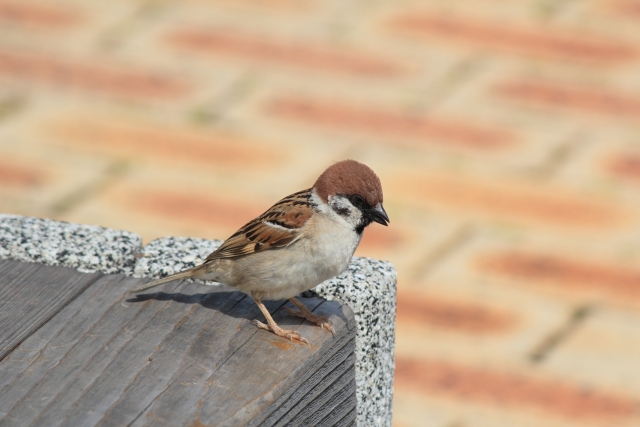 f:id:moyashinet:20180712102227j:plain