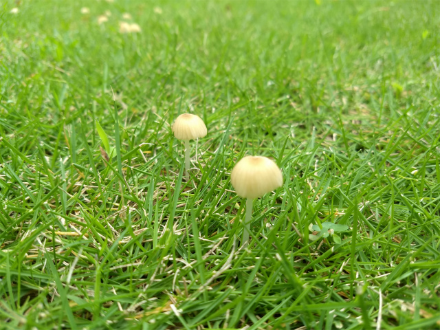 f:id:moyashinet:20180904225159j:plain