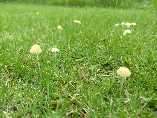 f:id:moyashinet:20180904225439j:plain