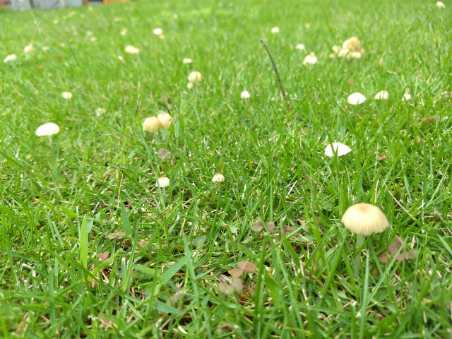 f:id:moyashinet:20180904225510j:plain