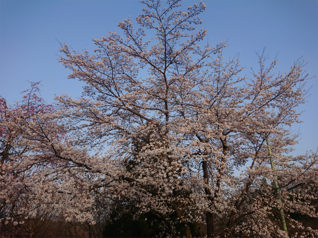 f:id:moyashinet:20190408215434j:plain