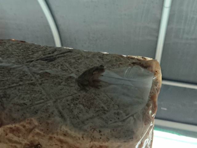 f:id:moyashinet:20190922223750j:plain