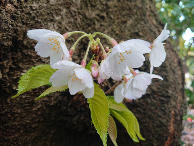 f:id:moyashinet:20200406224240j:plain