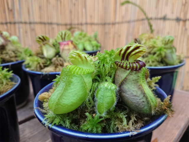 f:id:moyashinet:20200808103527j:plain