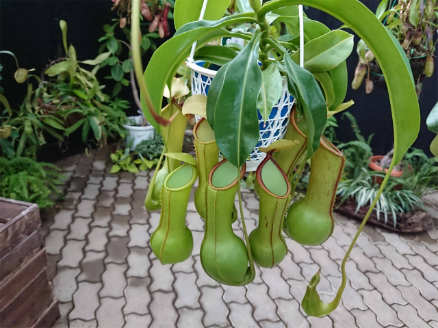 f:id:moyashinet:20200808103539j:plain