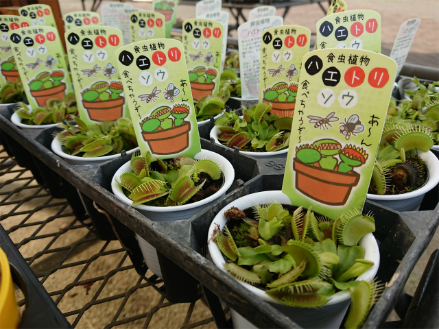 f:id:moyashinet:20200808104144j:plain