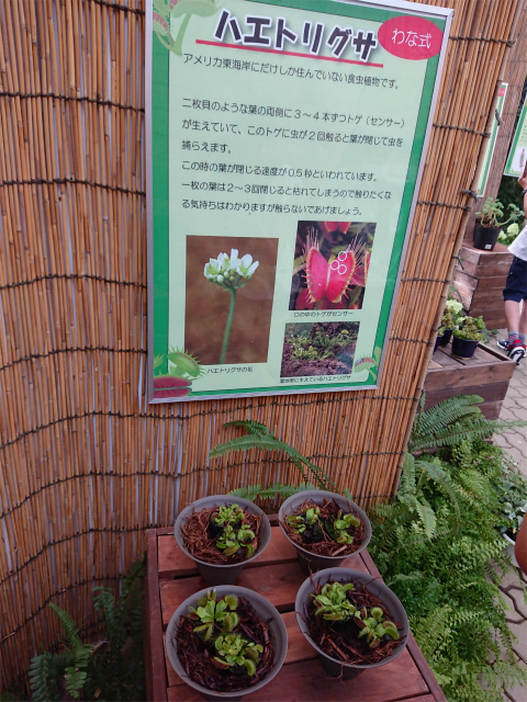 f:id:moyashinet:20200808150206j:plain