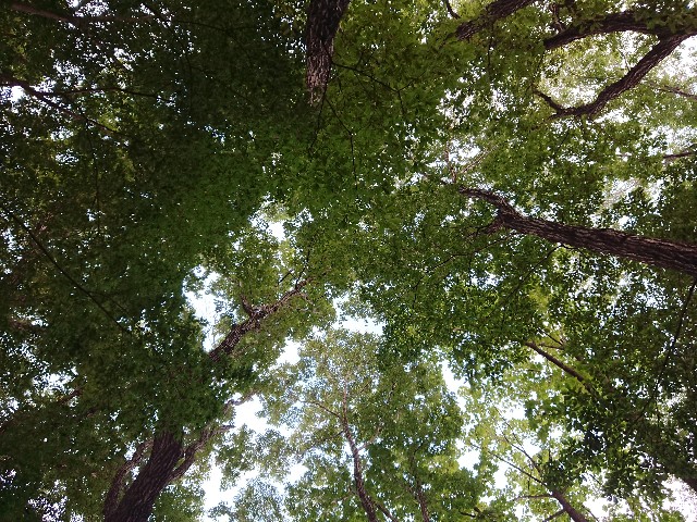 f:id:moyashinet:20200829204003j:image