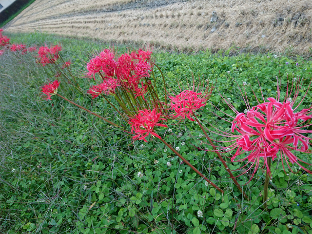 f:id:moyashinet:20201005220657j:plain f:id:moyashinet:20201005220657j:plain