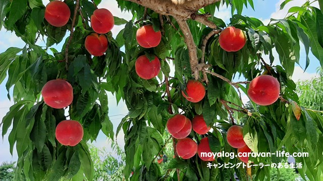 f:id:moyashinet:20210725110723j:plain