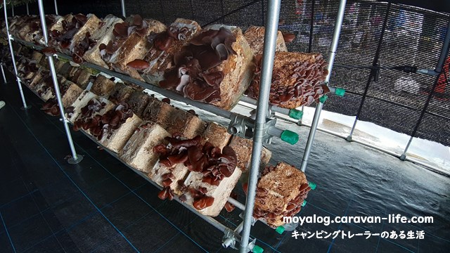f:id:moyashinet:20210803170758j:plain