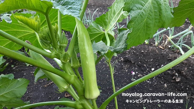f:id:moyashinet:20210811213701j:plain