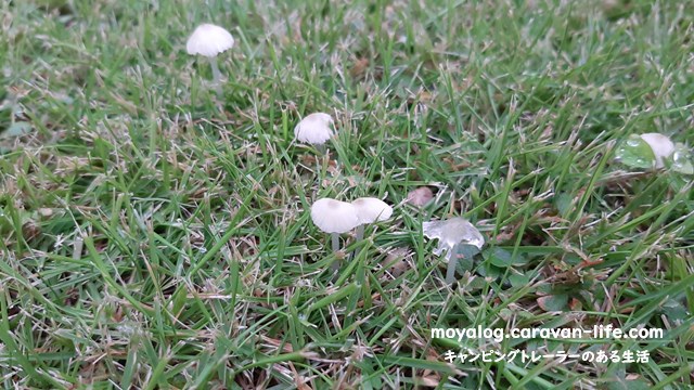 f:id:moyashinet:20210817201150j:plain