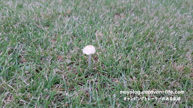 f:id:moyashinet:20210817201341j:plain