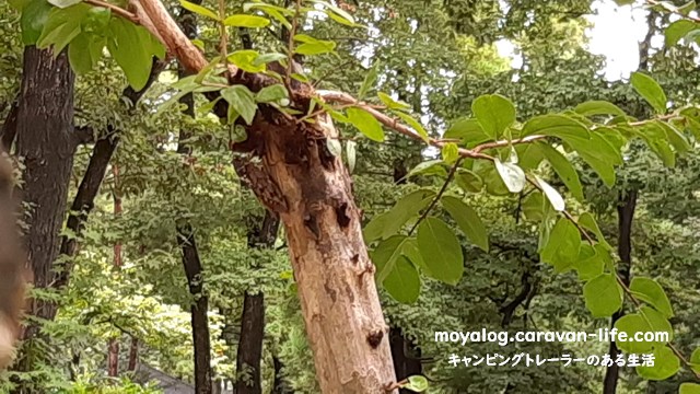 f:id:moyashinet:20210820221554j:plain