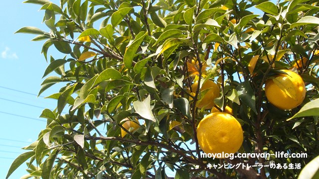 f:id:moyashinet:20211215223331j:plain